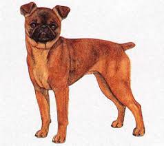 犬を家族に迎える前に